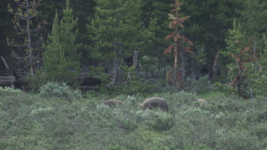 The coyotes are foraging in the forest