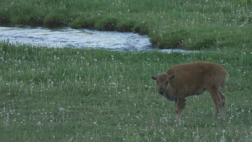 A young bison calf stands in a lush green meadow filled with small white wildflowersa gentle stream flows in the background cutting through the grassy landscape under soft natural light