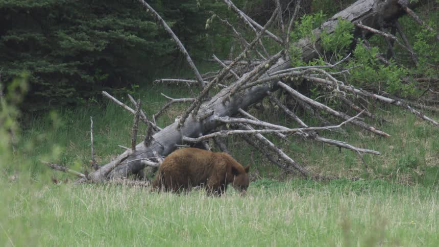 A brown bear walks through a green field of tall grass next to a fallen bare tree in a wide view