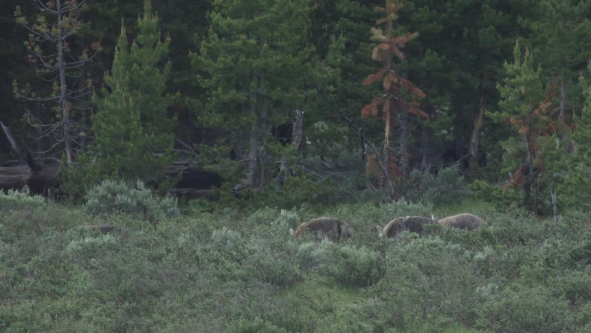 Coyotes eating grass outside of the forest
