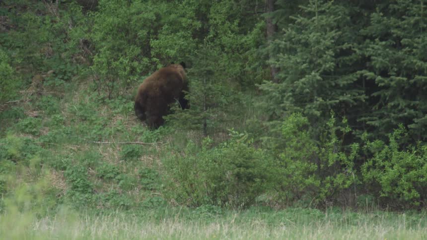 A bear runs off into the grass behind a large bush