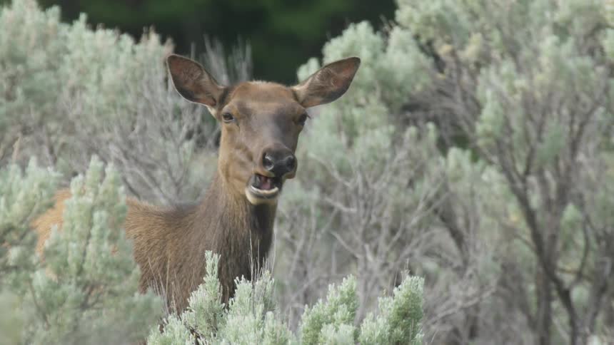A deer eating while he is surrounded by vegetation