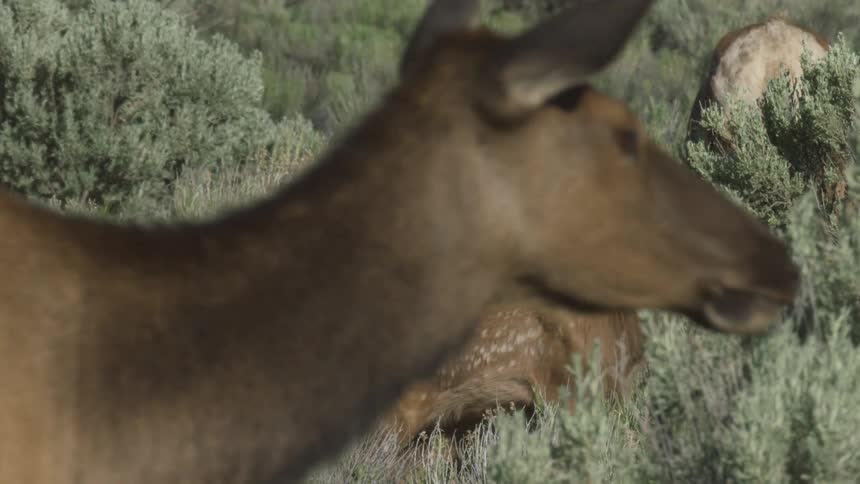 A deer and its fawn walking and grazing in a grassland in the wild at midday
