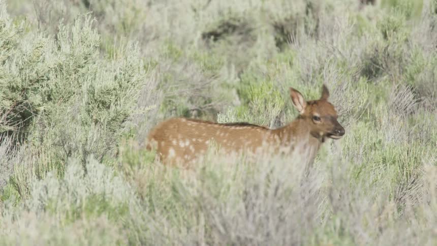 Young deer in low shrub vegetation