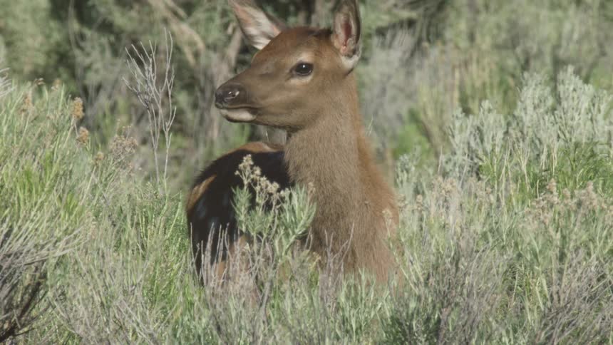 Oung deer partially hidden among green shrubs