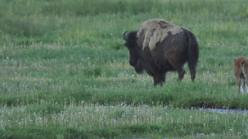 A young bison calf playfully splashes through a shallow stream in a grassy meadow it then follows closely behind a much larger adult bison as they walk together across the field