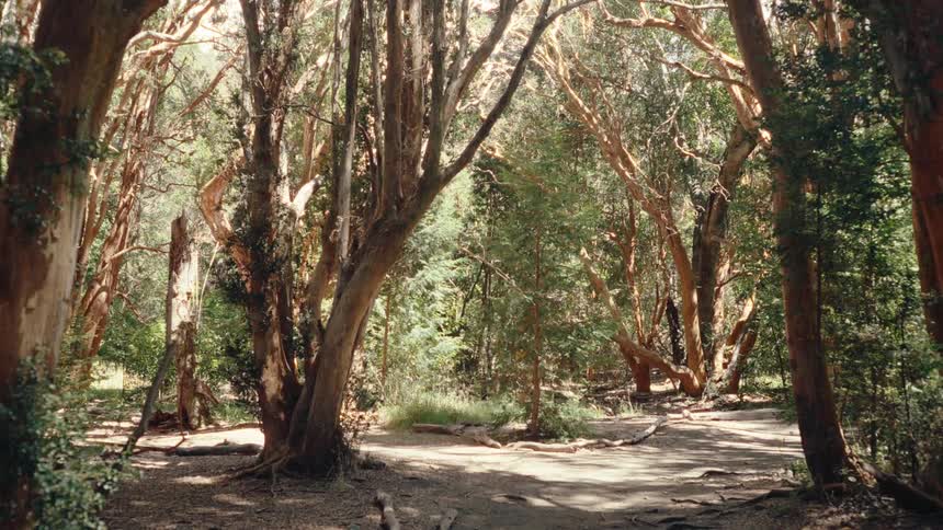 A sunlit forest clearing with tall twisting trees and dappled light filtering through the leafy canopy onto a winding dirt path