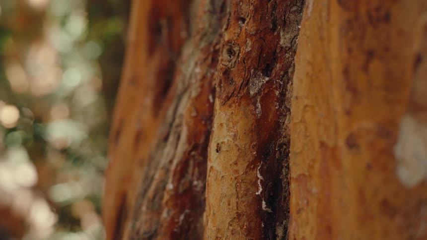 Ant climbing on a tree trunk