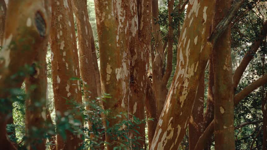 A close view of several orange tree trunks with peeling bark stands in a dense forest with green leaves and soft sunlight filtering through the branches