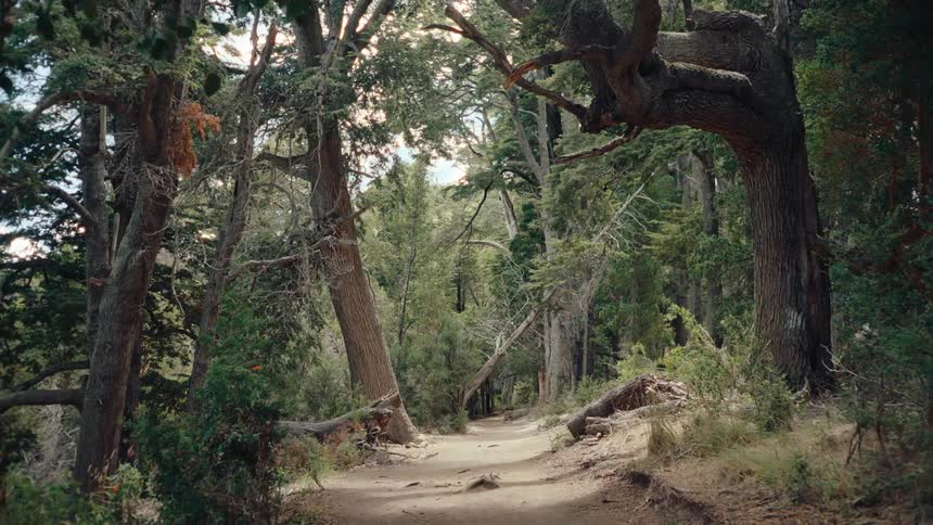 Trail surrounded by trees on a forest next to a slope on the ground outdoors during day time