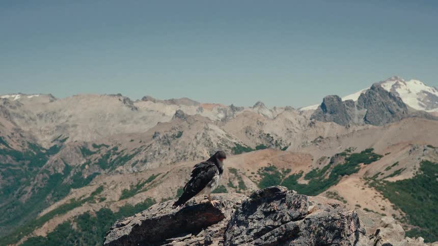 A bird with black and white feathers stands on a jagged rock while overlooking a mountain range under a clear sky