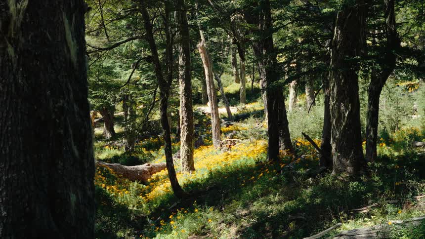 Yellow wildflowers cover the hillside in an evergreen forest