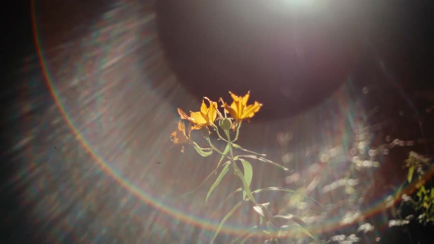 Light creates a prism rainbow effect while shining onto flowering plants