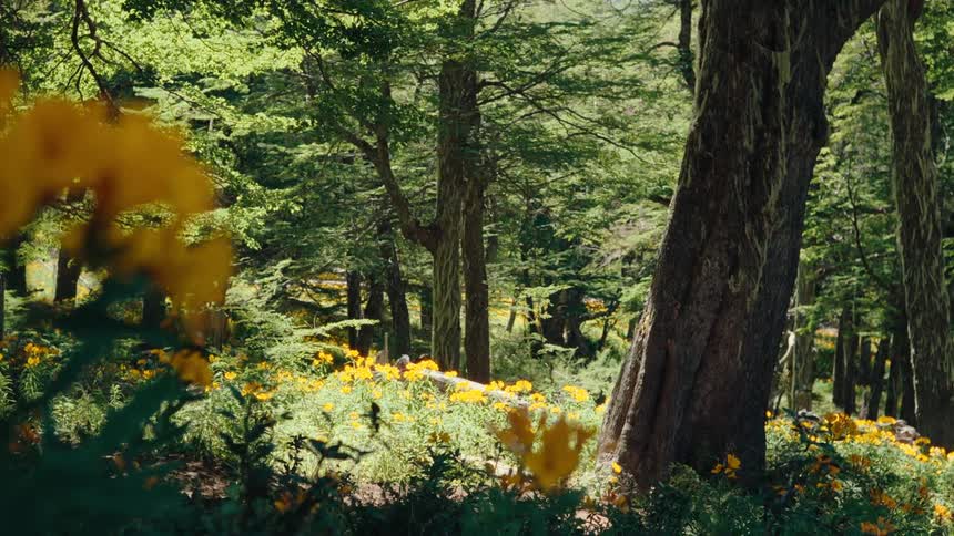 Flowers and trees in a forest