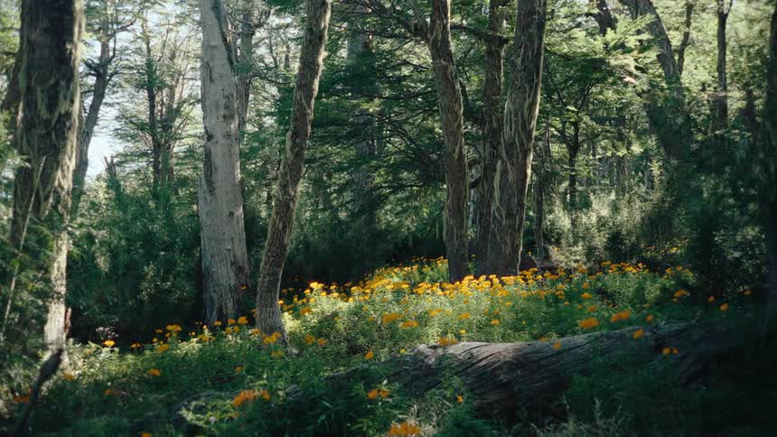 Orange flowers are in the forest
