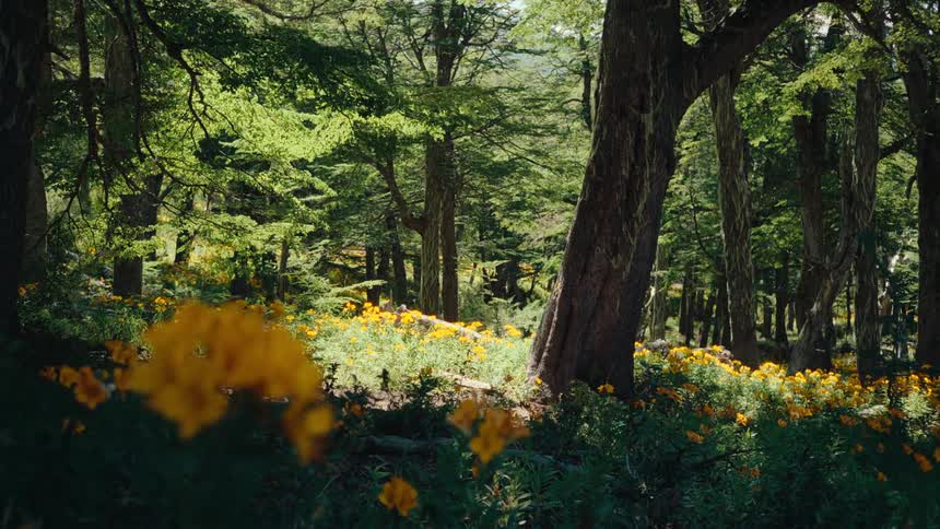 Wind is blowing the trees in the forest
