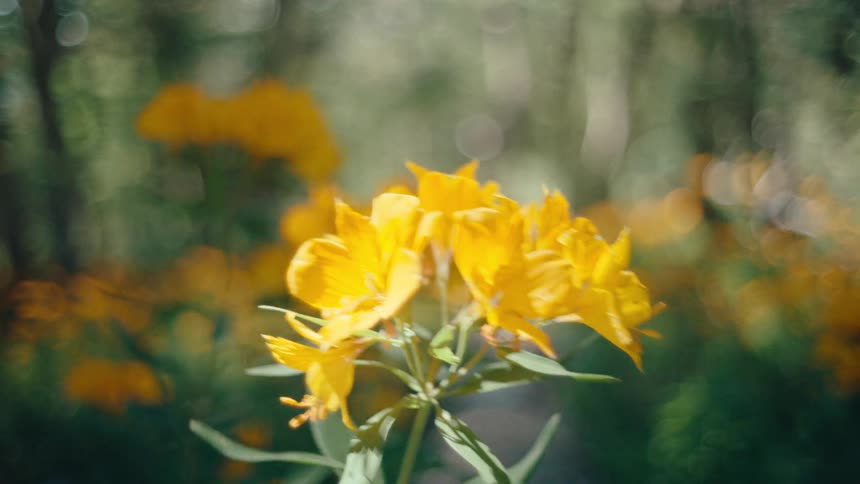 A close up of some flowers outdoors