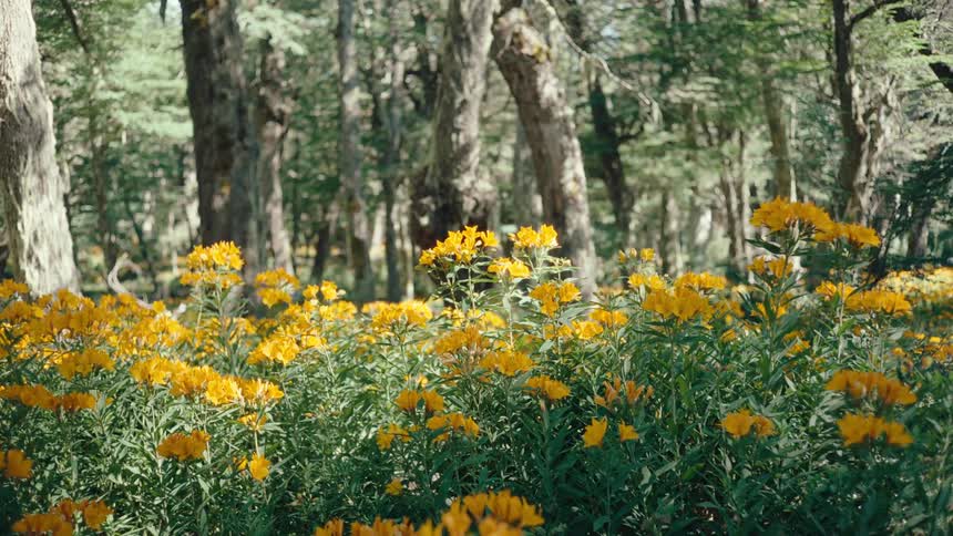 A field of yellow flowers thrives in a forest under dappled sunlight