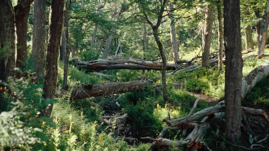 A view of a dense forest with green trees and yellow flowers features several fallen logs lying across the ground during the day