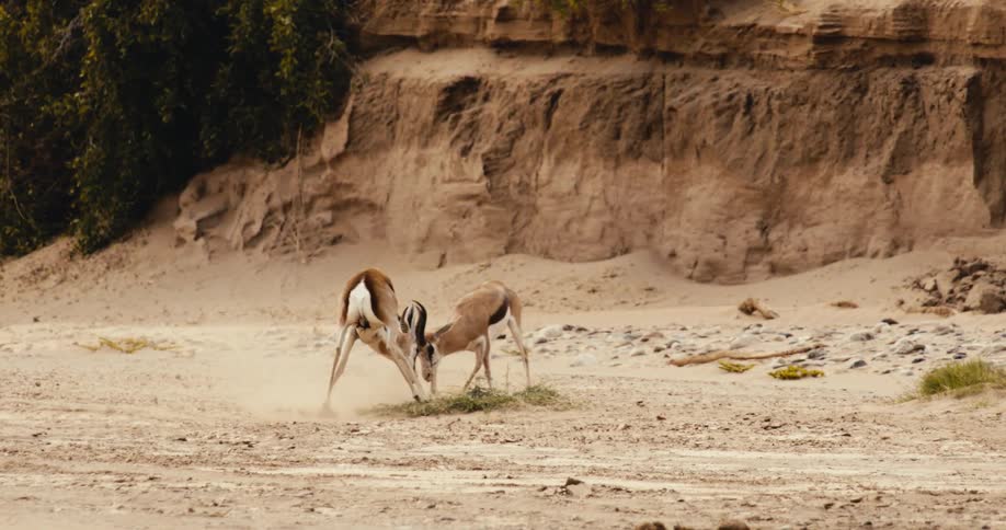 Two animals fighting outdoors