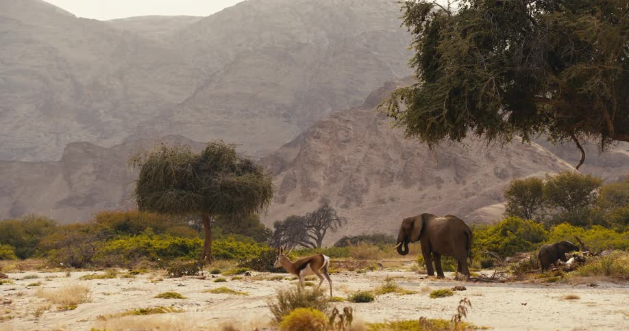 An elephant and its calf are seen foraging near trees in a dry mountainous landscape a springbok walks across the foreground briefly stopping to look toward the elephants before moving out of the frame