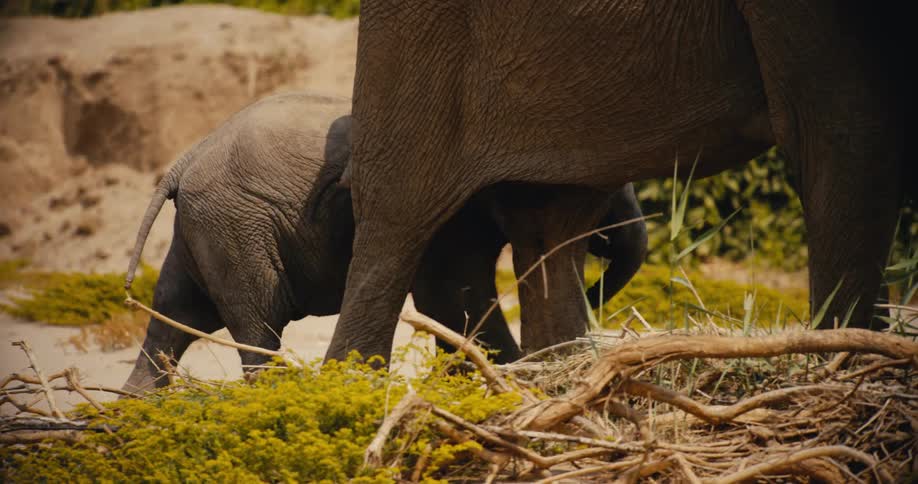 Two elephants walking around outdoors