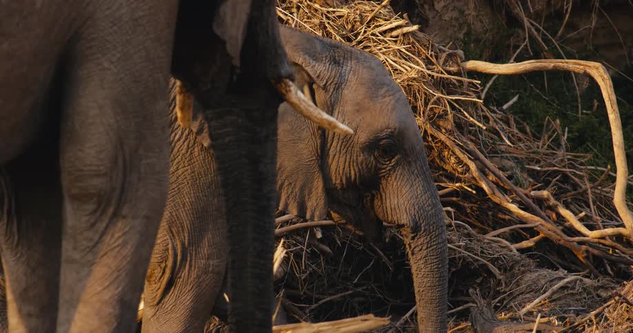 Two elephants walking outdoors