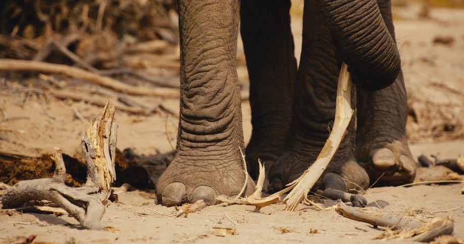 An elephant stands as it picks up a branch using its long trunk