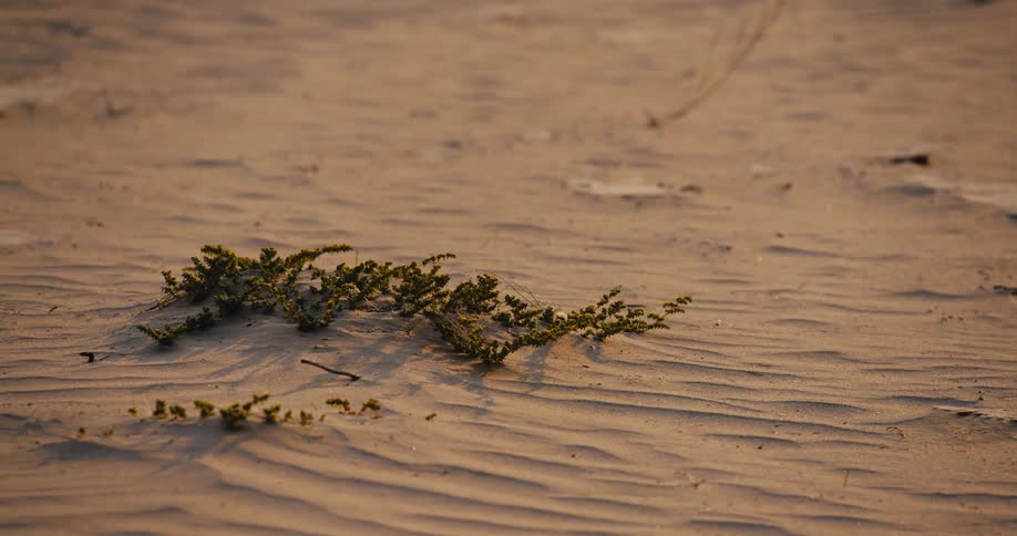 Green plant in the middle of the desert surrounded by sand outdoors