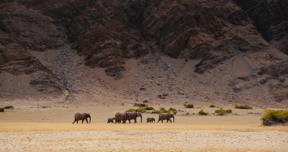 Herd of adult and baby elephants walking on a field next to a rocky mountain outdoors during day time