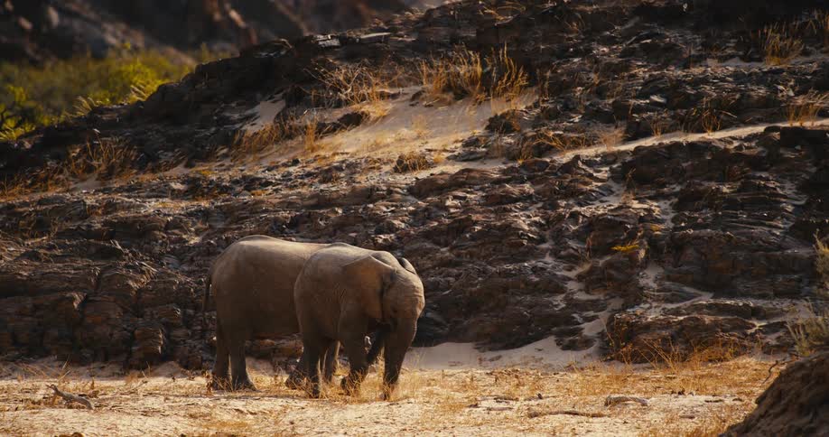 Two elephants grazing on a field next to a hill outdoors during day time