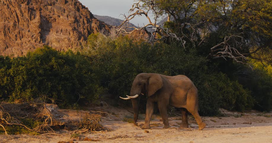 Sun shines on an elephant as it walks near a mountain