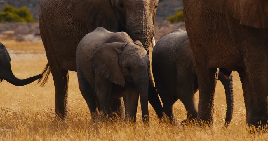 A group of elephants including calves walks together in dry golden grass