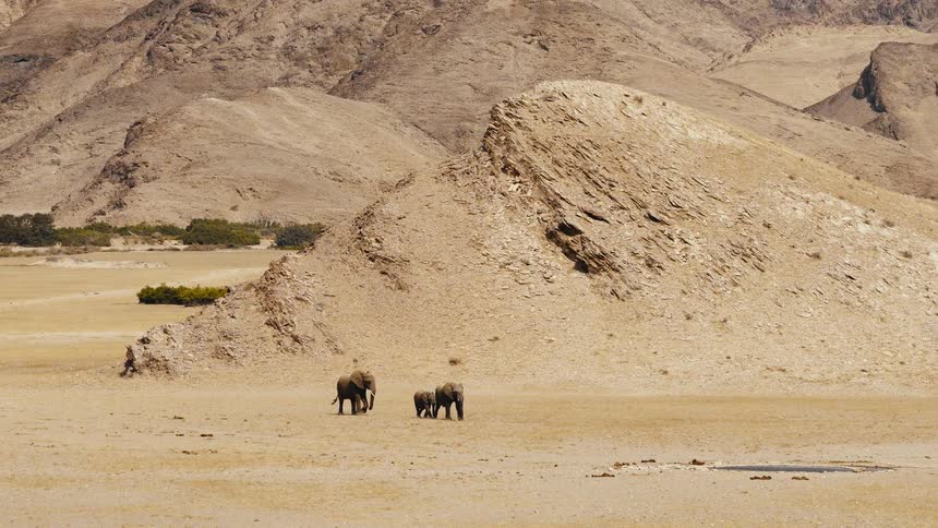 Three elephants traverse an arid desert landscape in front of a rocky mountain formation