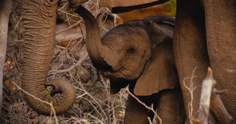 Two elephants eating outdoors