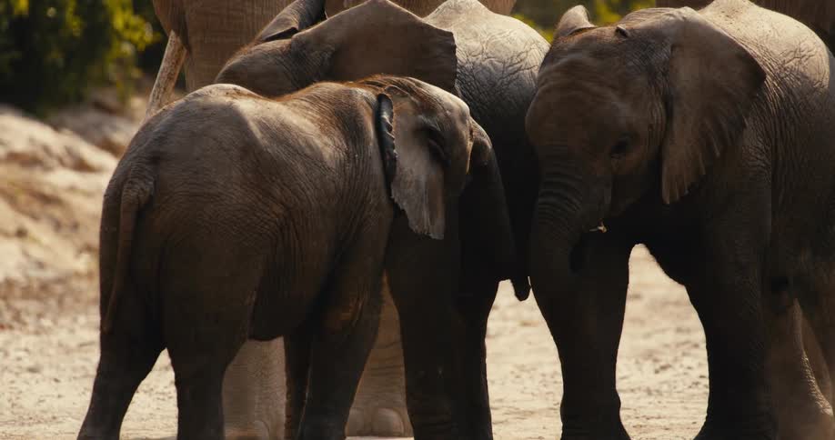 Elephants touching faces and trunks as they stand next to a larger elephant