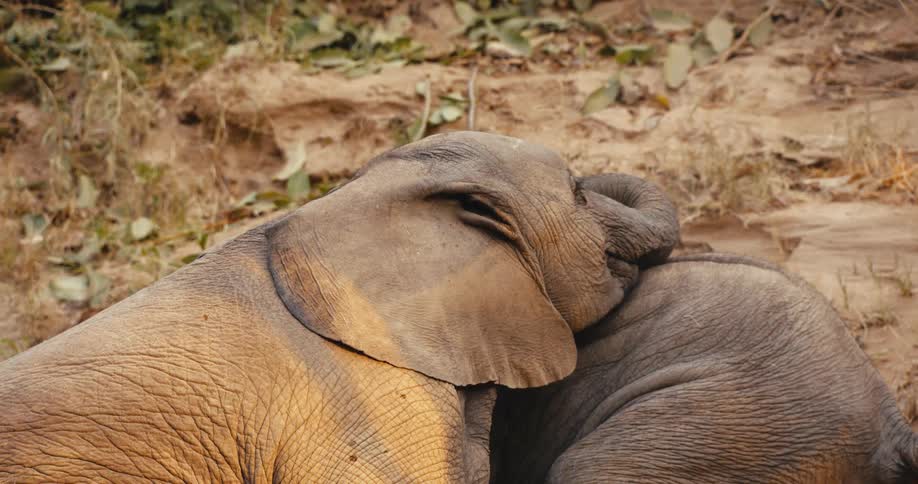 One elephant leans against another resting elephant affectionately