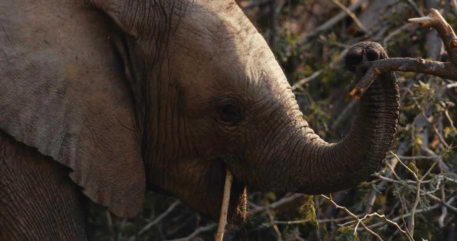 A young elephant uses its trunk to hold a thick branch while chewing on a wooden stick surrounded by dense dry thickets and tangled vegetation