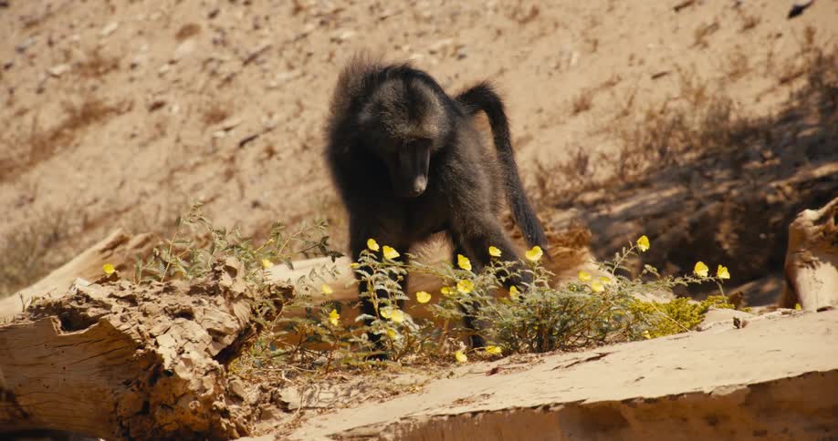 A large dark baboon stands on a sandy slope and picks small yellow flowers to eat while logs and sparse green bushes sit nearby under the bright desert sun