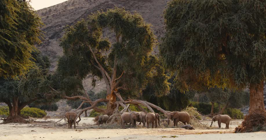Herd of elephants grazing on a field next to trees with a rocky mountain on the background outdoors during day time