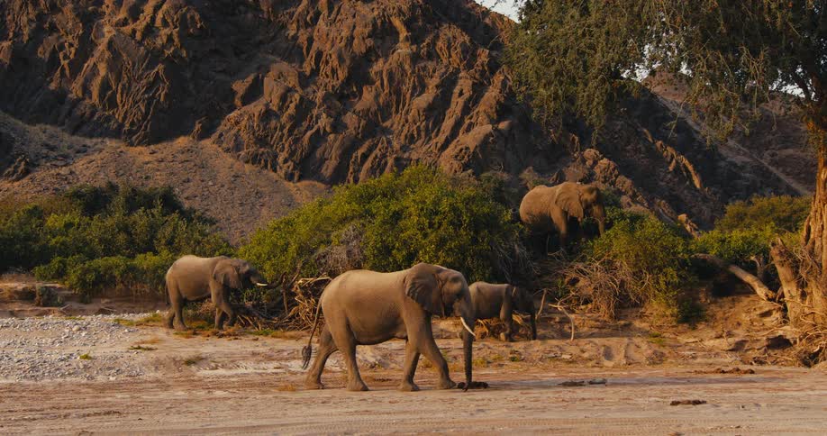 As a large elephant strolls across a dry sandy riverbed in the warm sunlight the rest of the herd calmly forages among the green bushes nestled at the base of a rugged mountain