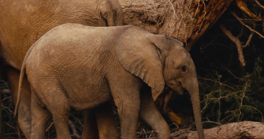 A young elephant walks steadily through a dense sunlit forest beside its mother navigating past massive fallen tree trunks and tangled branches as golden light filters through the thick canopy