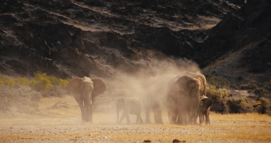 A family of elephants walks across a dry desert plain as they use their trunks to throw dust over their bodies near a dark rocky mountain under bright daylight