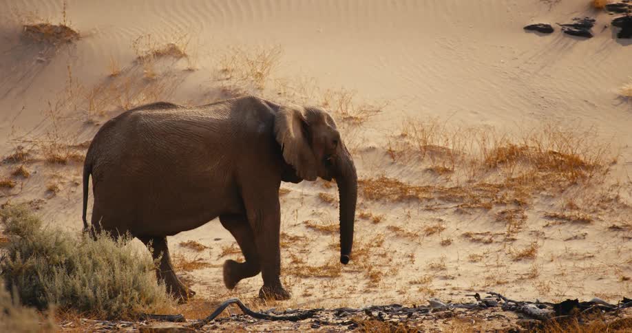 An elephant walking in the wild on safari desert at midday
