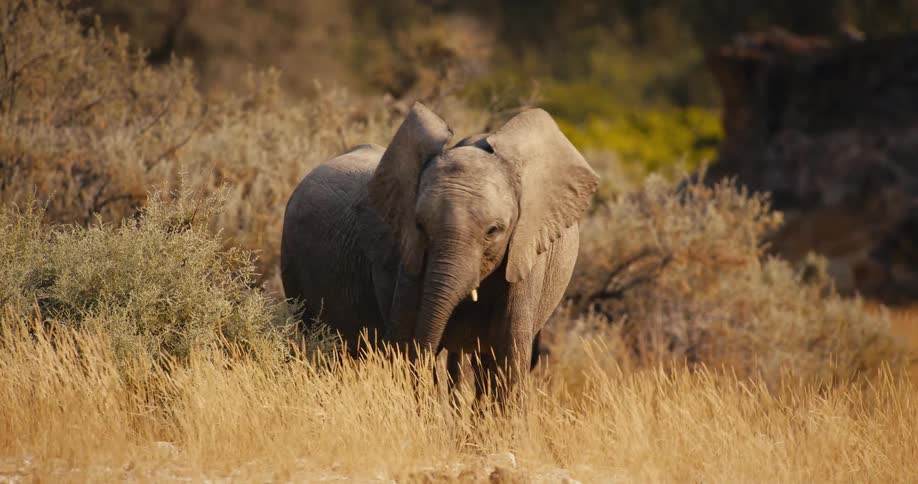 A young elephant calf flaps its ears while foraging from a leafy bush then slowly ambles forward through the tall golden savanna grass as a second calf stands quietly behind it