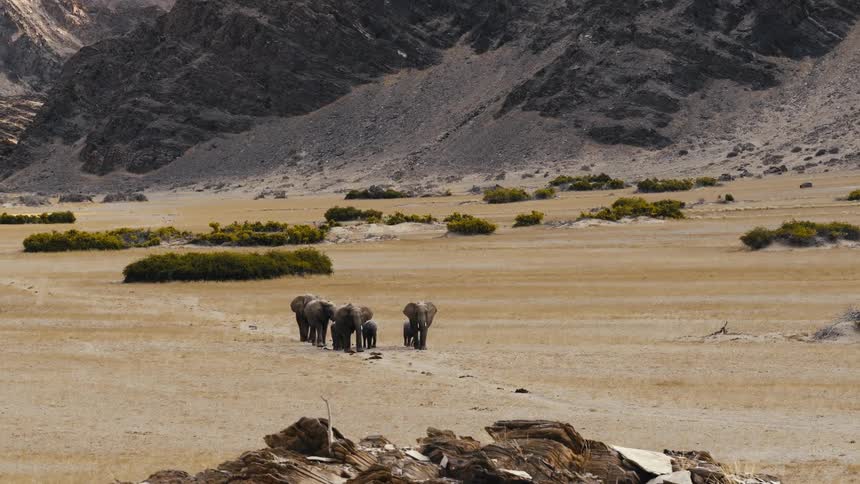 A herd of elephants walking through the safari desert at midday