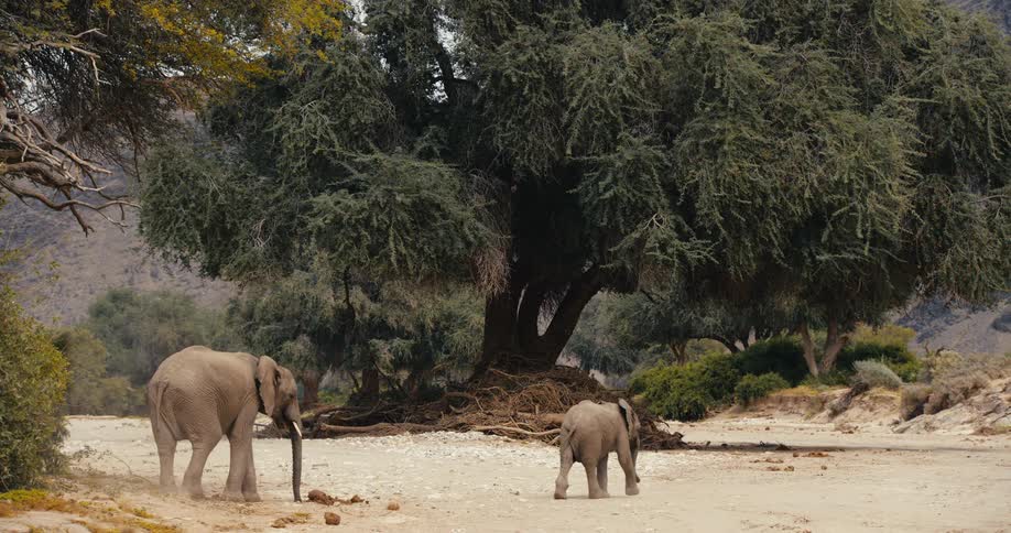 Two african elephants an adult and a calf walk across a dry sandy riverbed toward a massive green tree while dust kicks up around their feet in a sunny savanna landscape with rolling hills and wild vegetation in the background