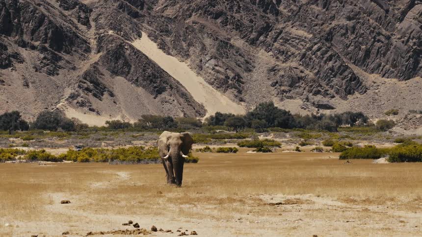 A lone bull elephant walks steadily across a wide arid plain toward the viewer with massive ancient mountain ridges providing a dramatic backdrop under the intense afternoon sun