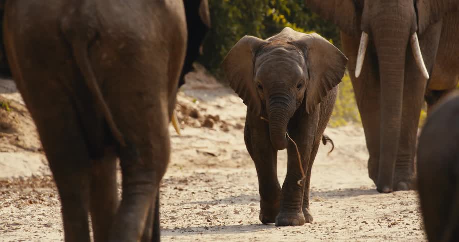 A small elephant calf walks along a dirt path holding a twig in its mouth while walking between several much larger adult elephants in a sunny outdoor setting