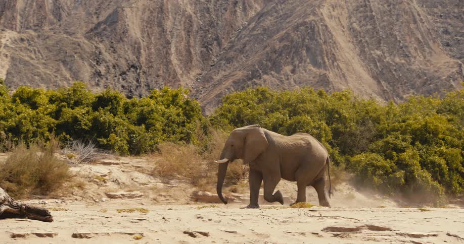 An elephant walking outdoors
